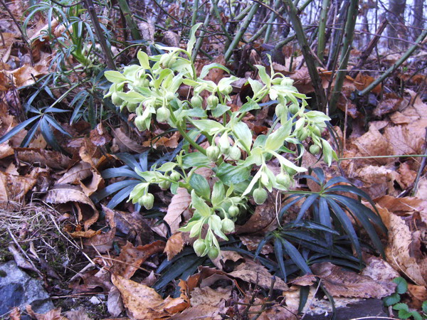 Helleborus foetidus / Elleboro puzzolente